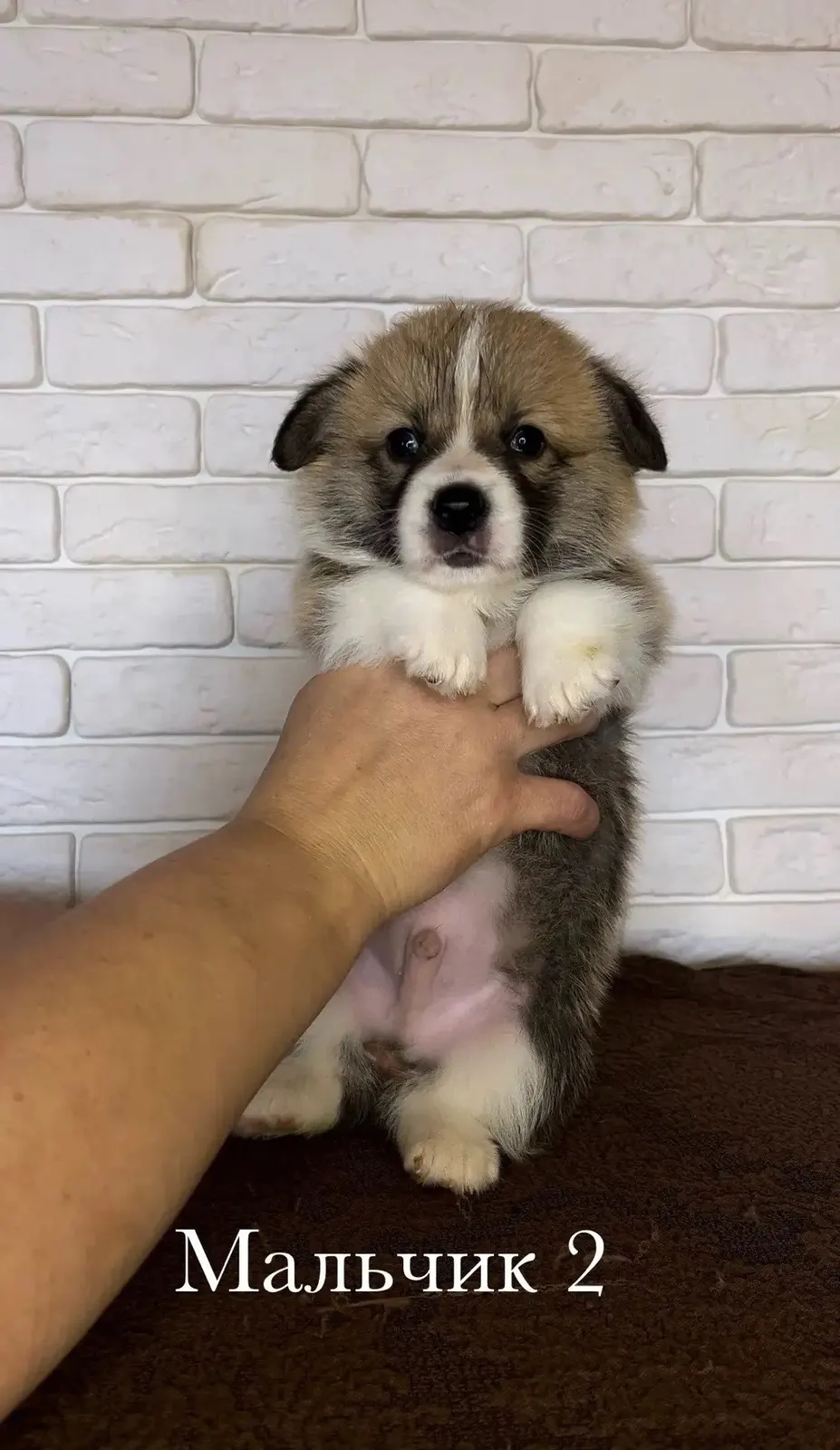 Без клички