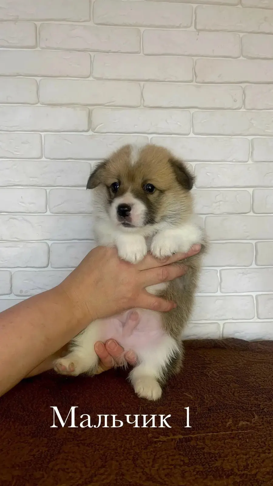 Без клички