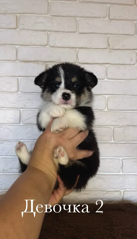 Без клички
