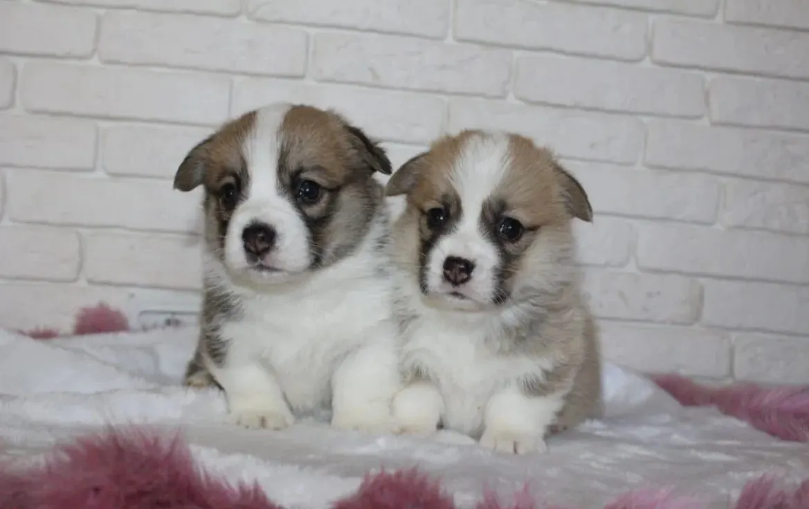 Без клички