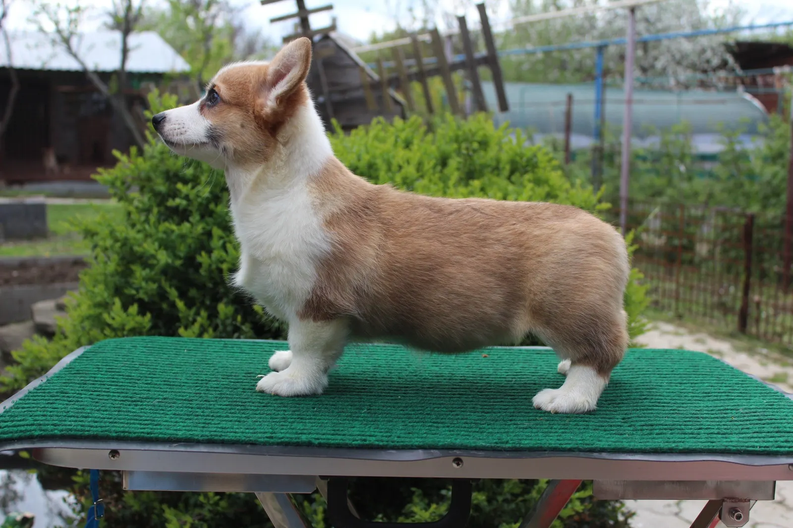 Без клички