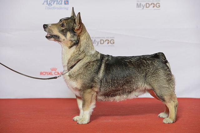 Шведский вальхунд