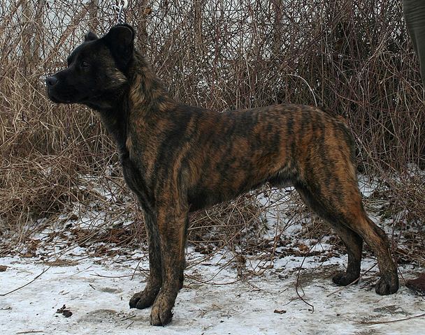 Сан-мигельская пастушья собака