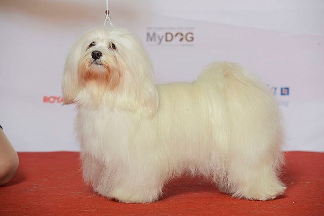 Хаванез